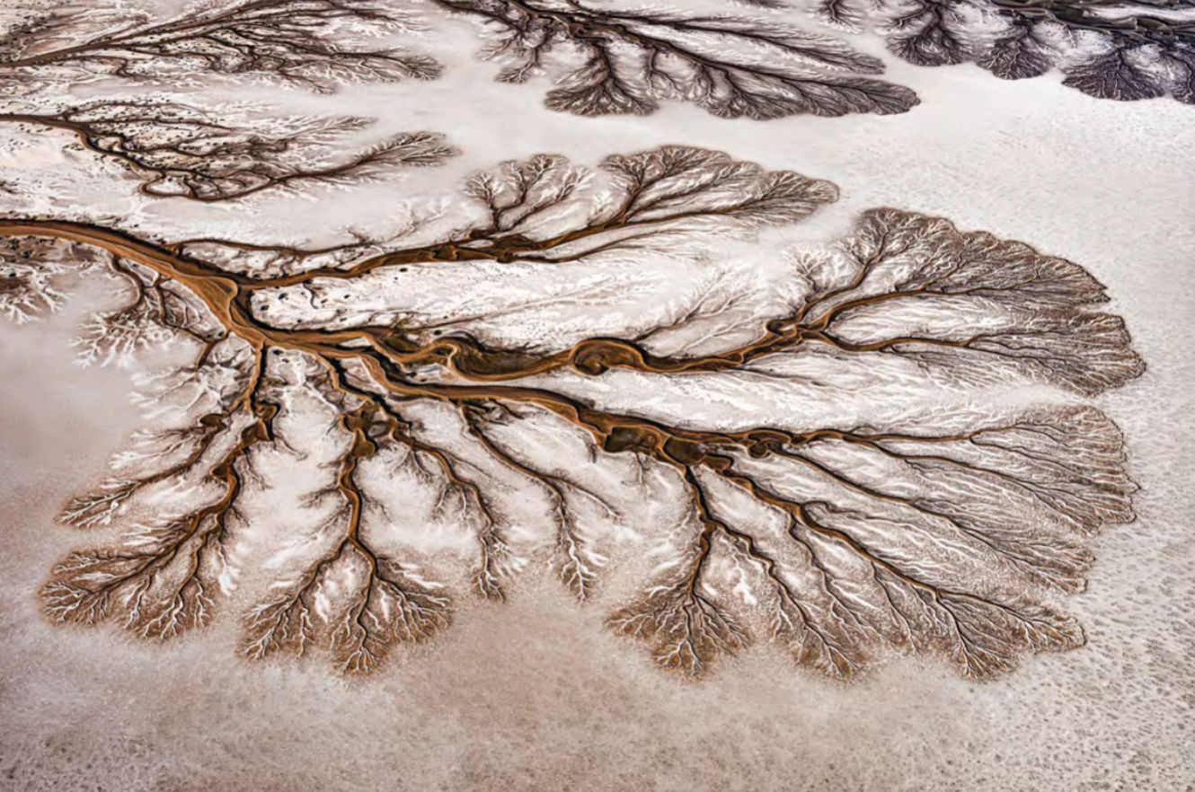 Paul Nicklen, Painted Forest , 2022