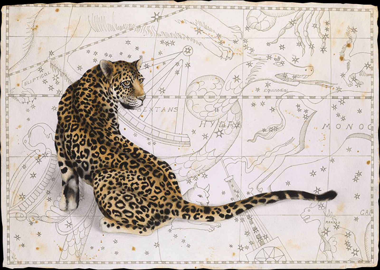 Nikki Stevens, Astro-Cat