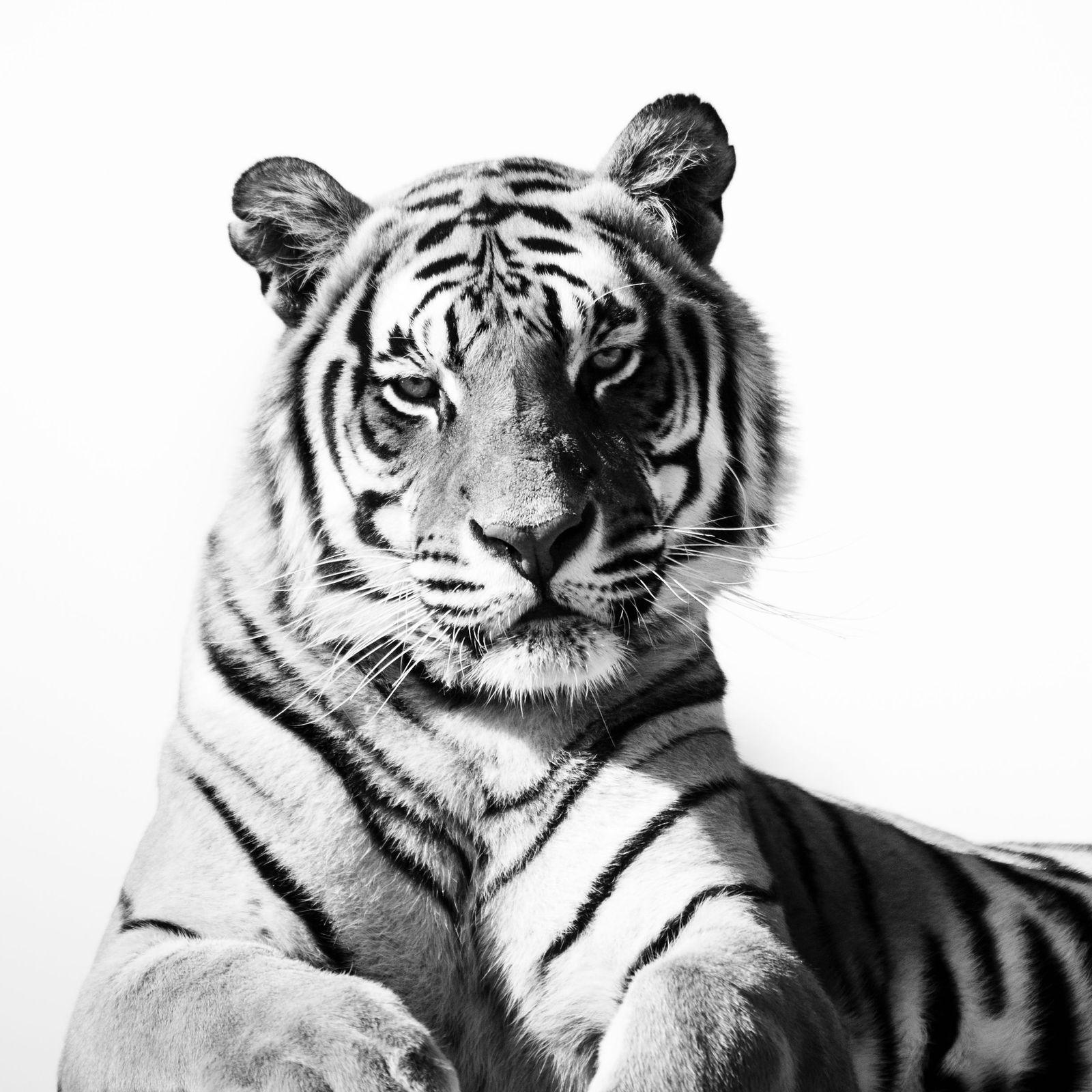 Charlie Dailey, Burning Bright