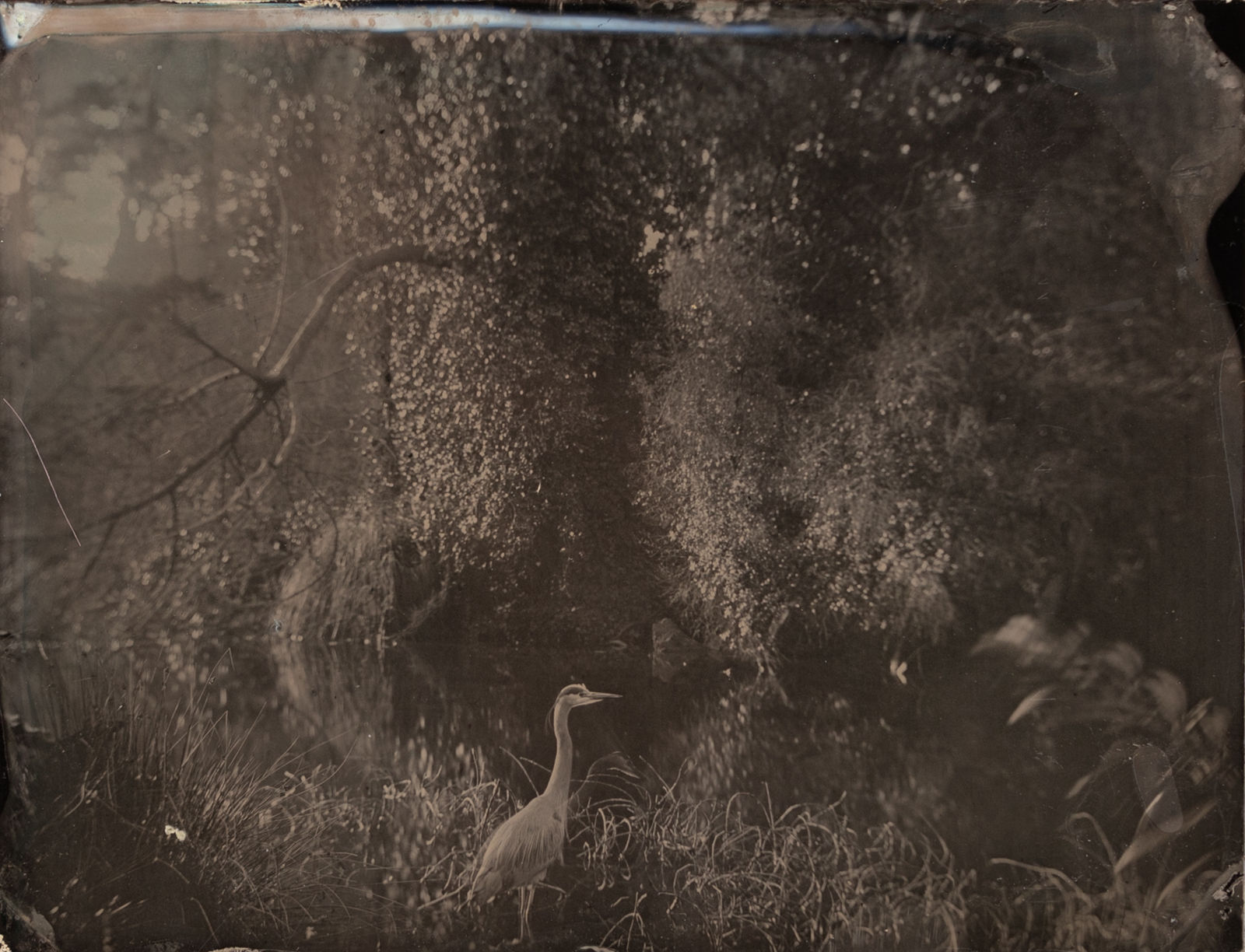 Allan Barnes, Golden Gate Park, Mallare Lake, 2020