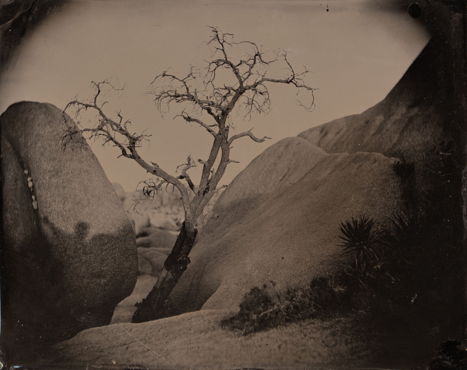Allan Barnes, Joshua Tree CA, 2014