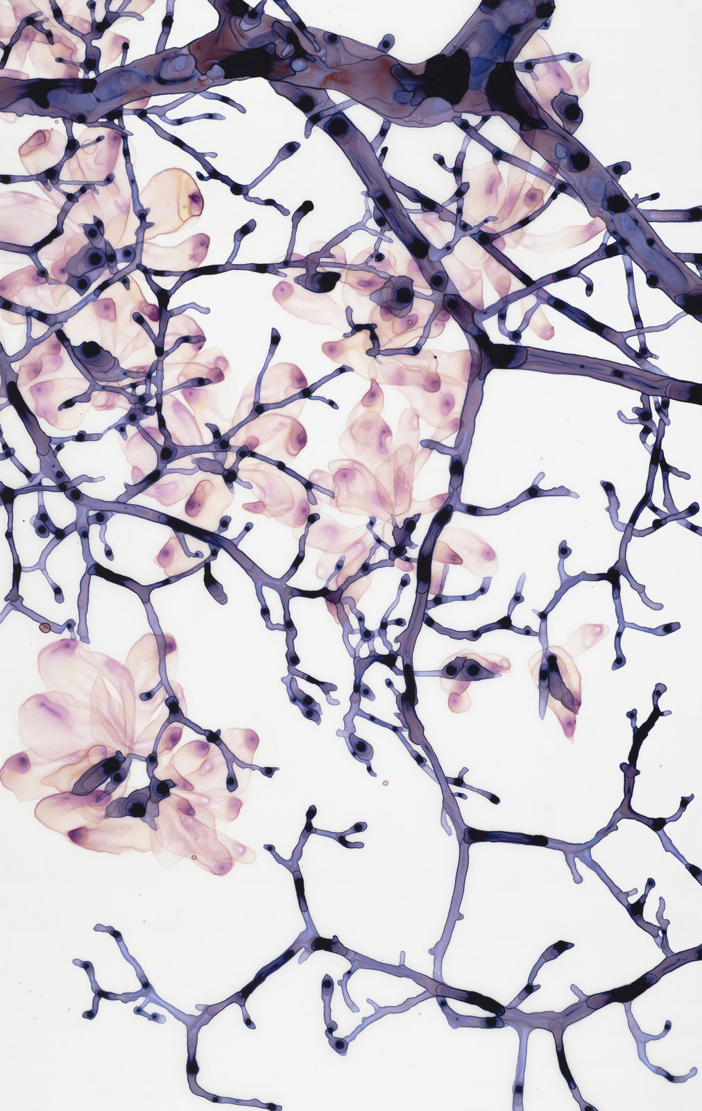 Jackie Battenfield, Phantasma cs1, 2020