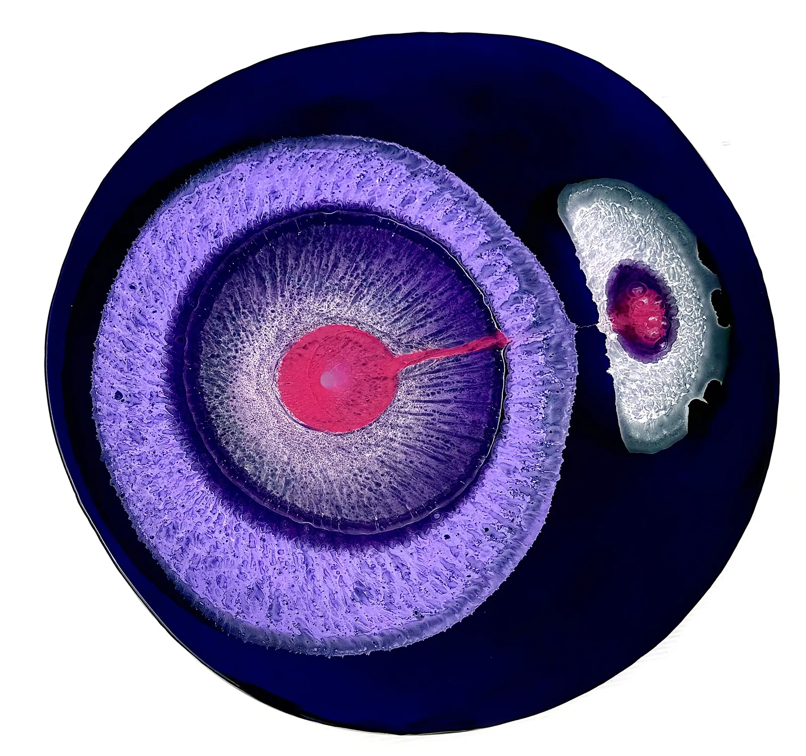 Klari Reis, Ambition, 2026