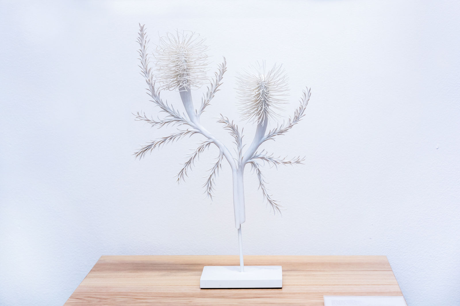 Alice Couttoupes, Heath Banksia, 2017