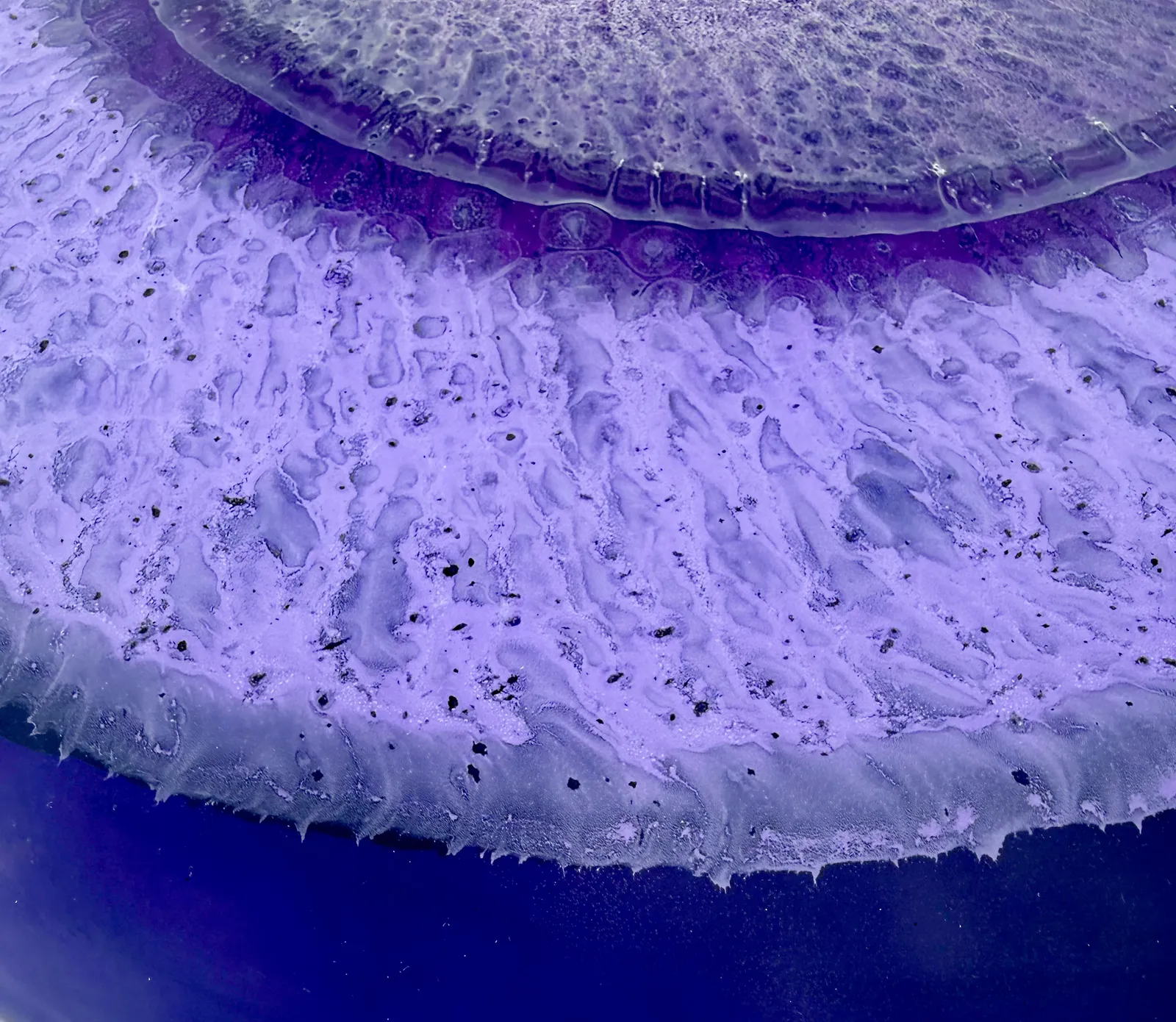 Klari Reis, Ambition, 2026