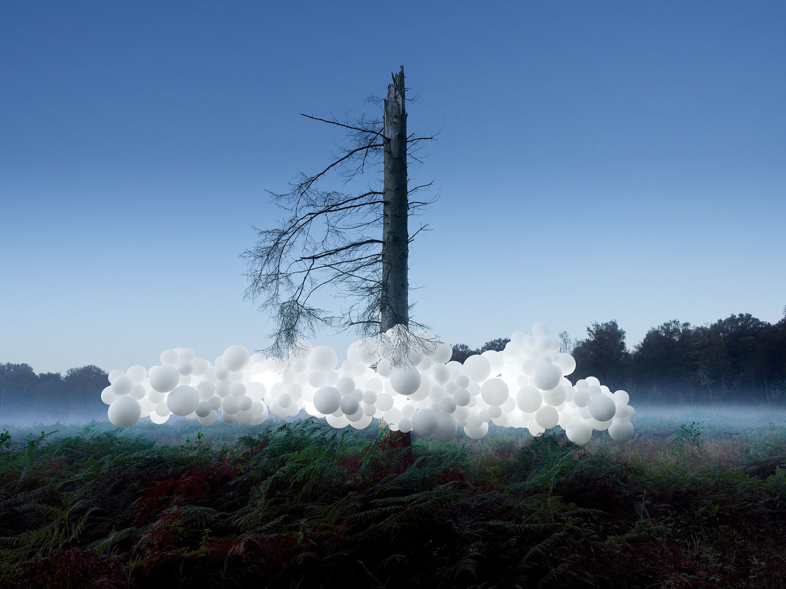 Charles Petillon, Scolytes (large), 2024