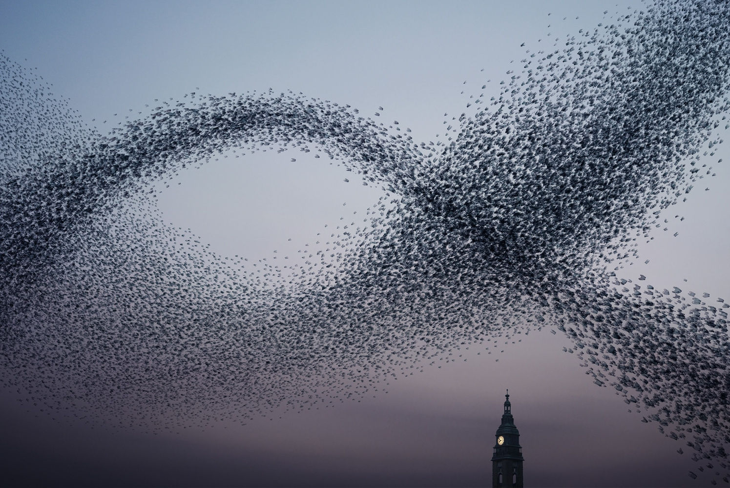 Alain Delorme, Murmuration #1, 2012-2014