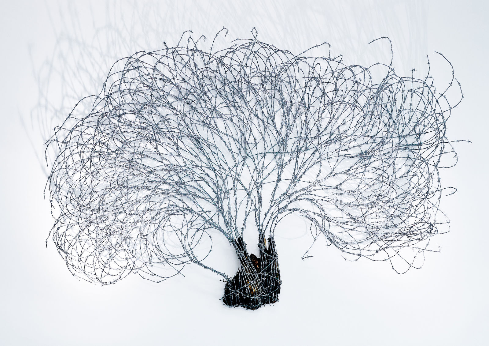 Abdul Rahman Katanani, Arbre 7, 2017