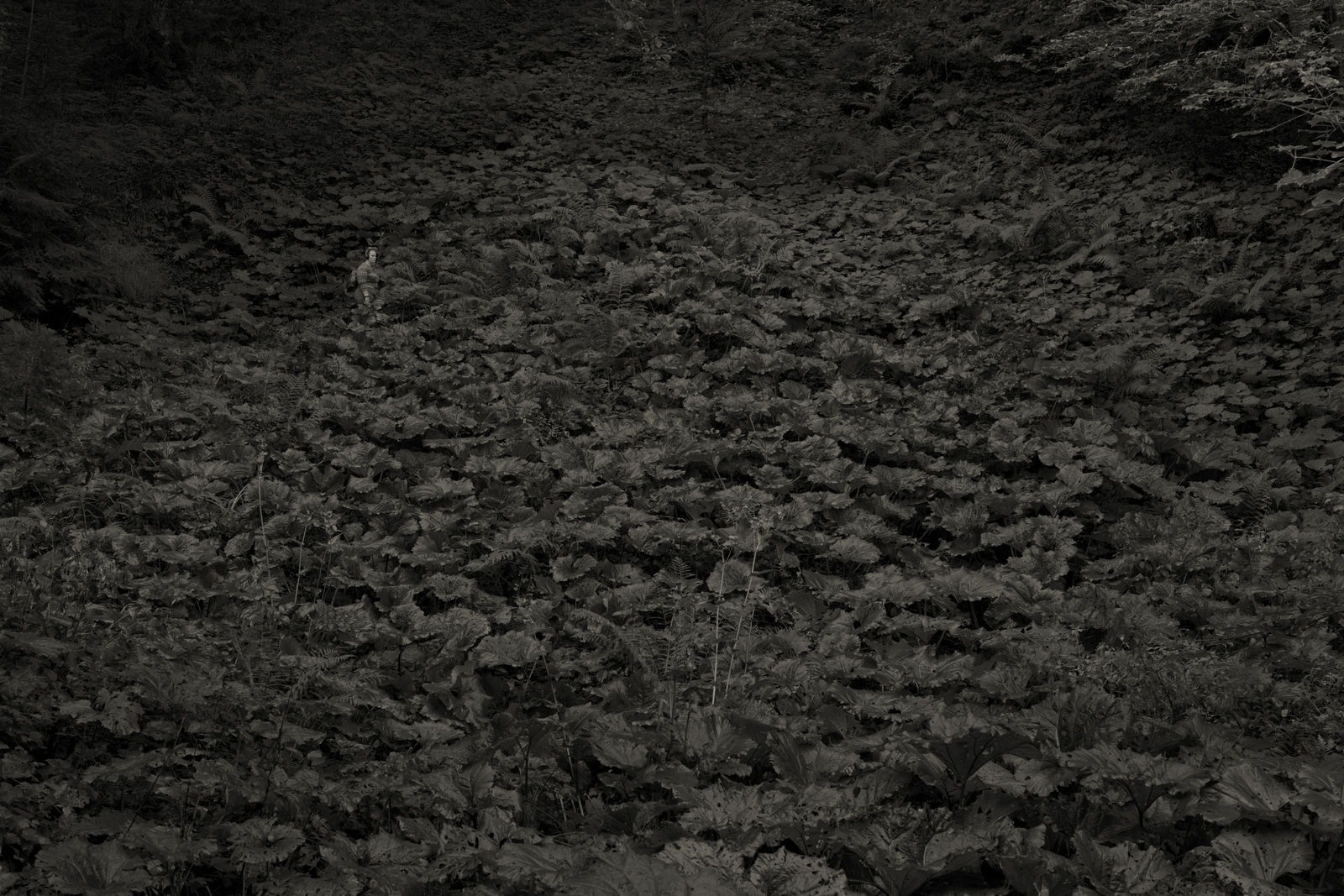 Erwin Olaf, Im Wald Im Blättermeer , 2020