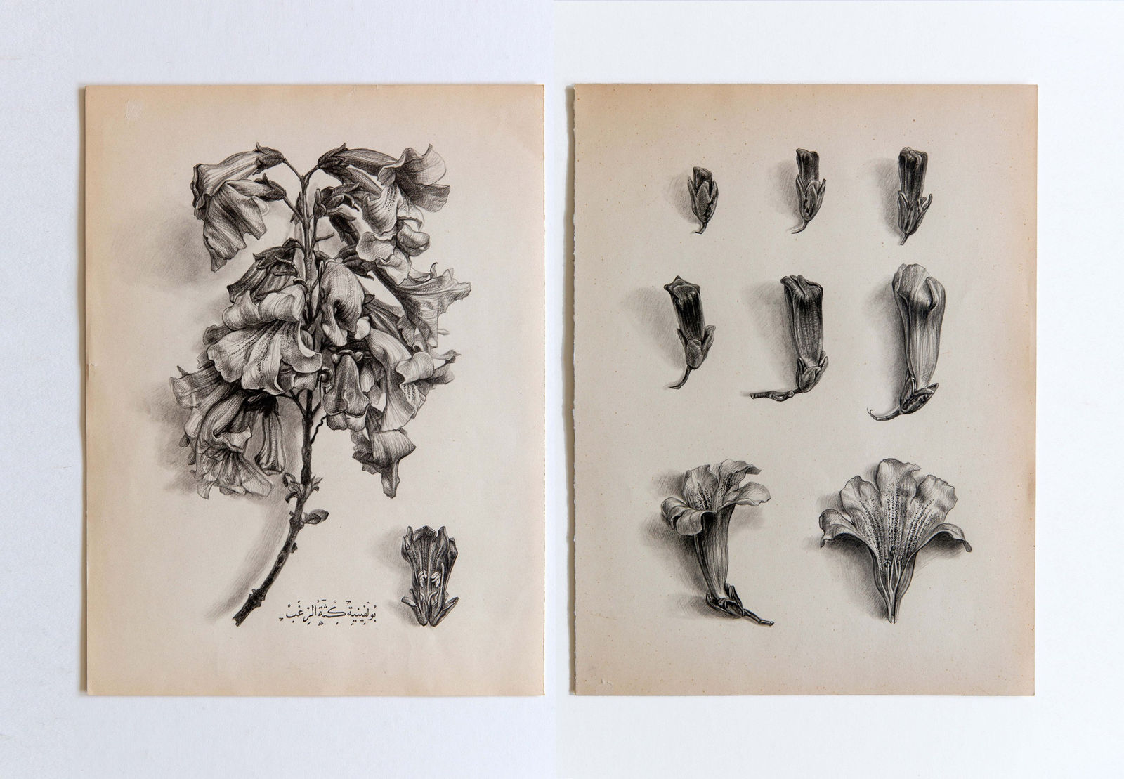 Morteza Pourhosseini, Epress Tree from "Fatal Allure" series, 2024