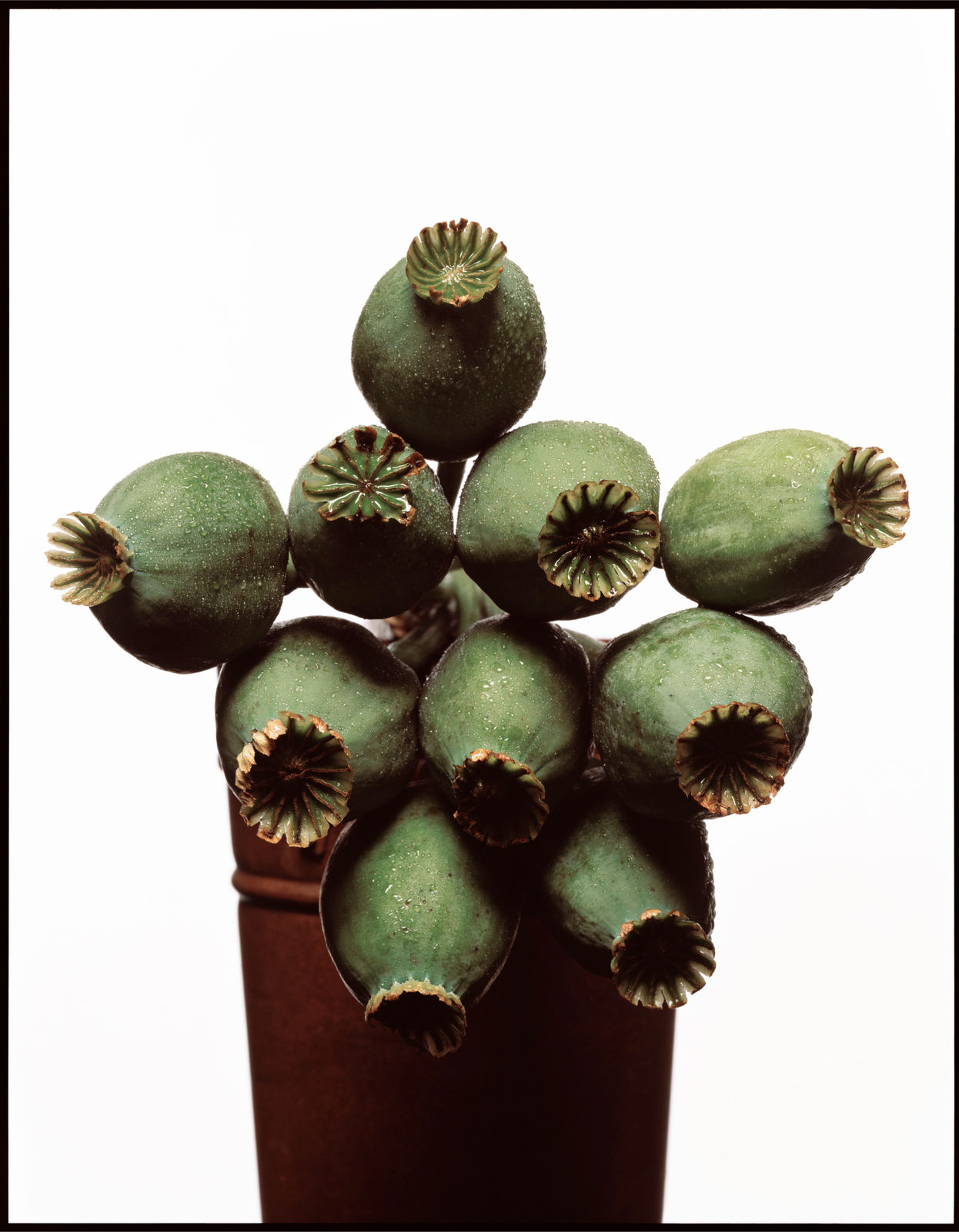 David Bailey, Poppy Heads, 2007