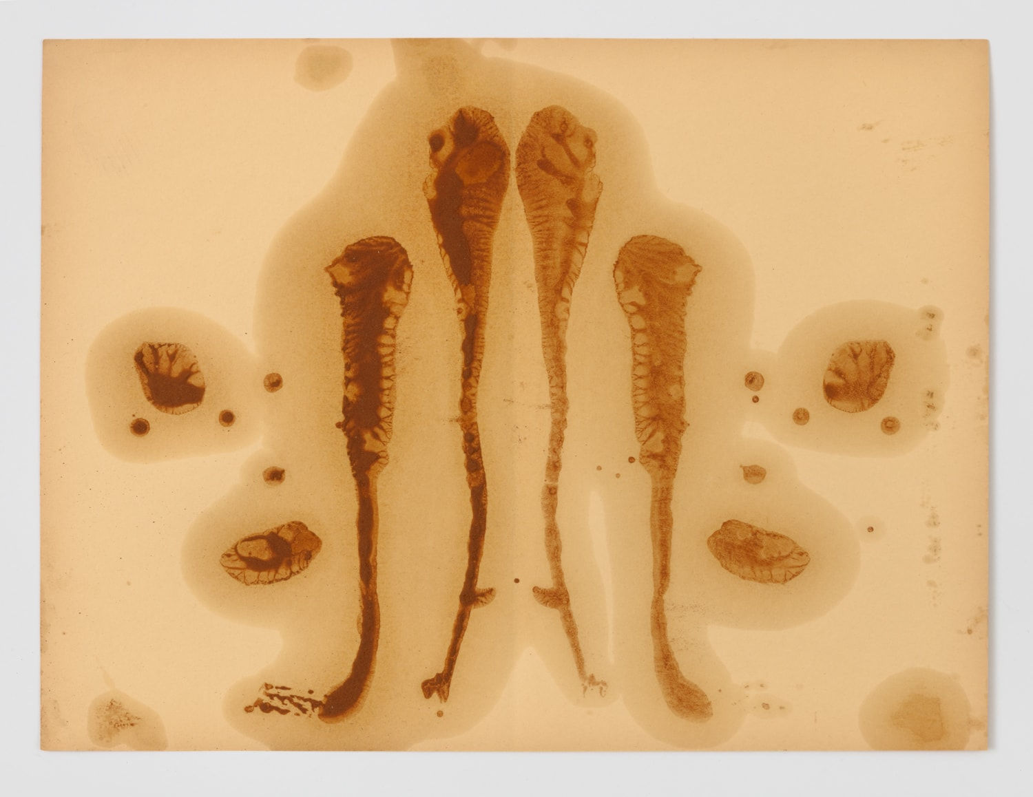 Ashanti Chaplin, Interior landscape (14), 2024