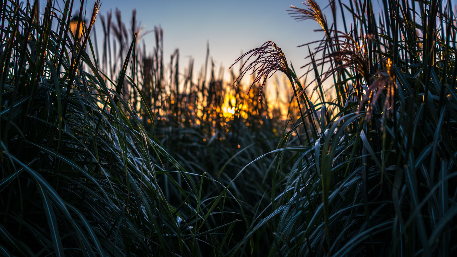 Damian Loeb, Rockefeller Park, NYC, 2022