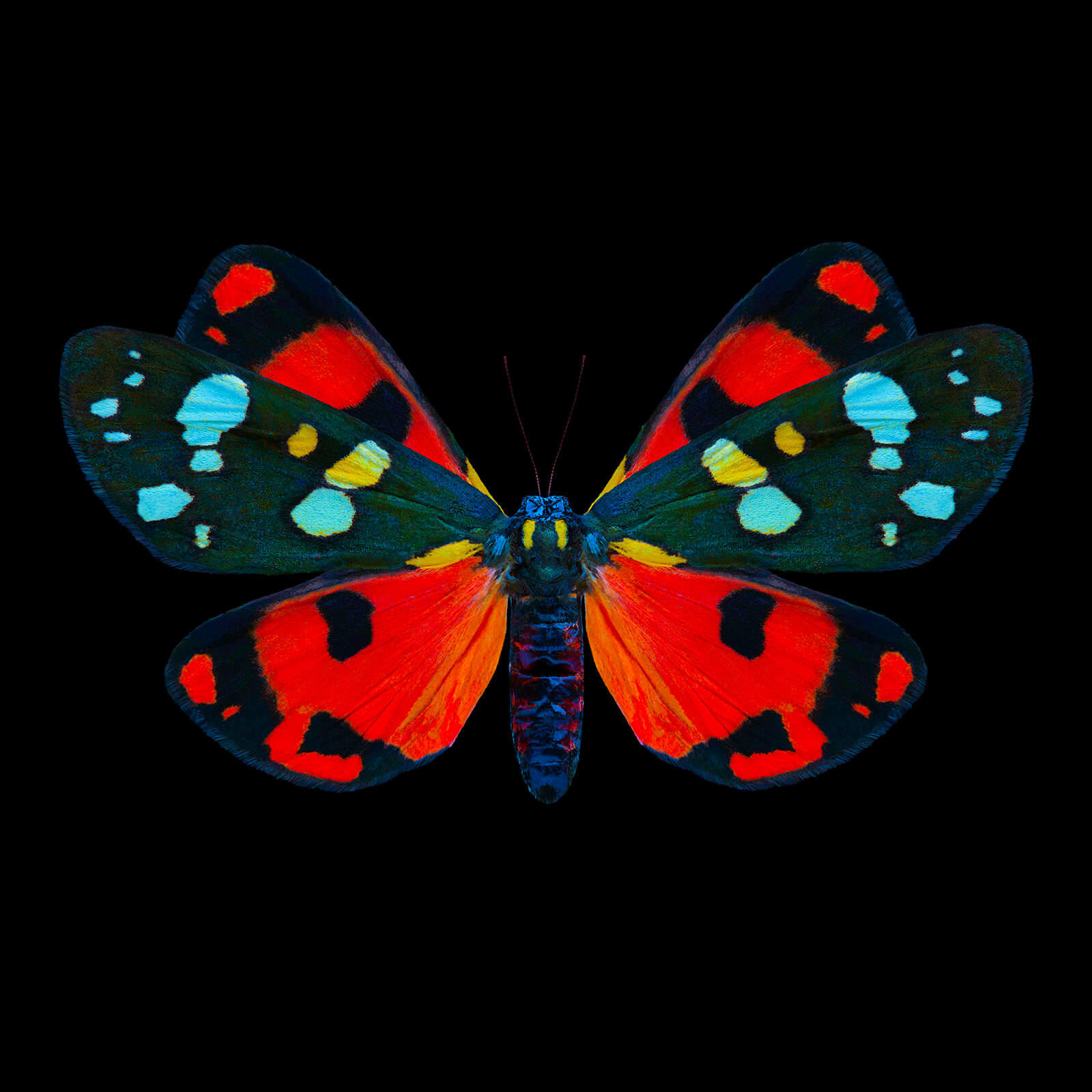 Dmitry Oskin, Butterfly 9, 2018