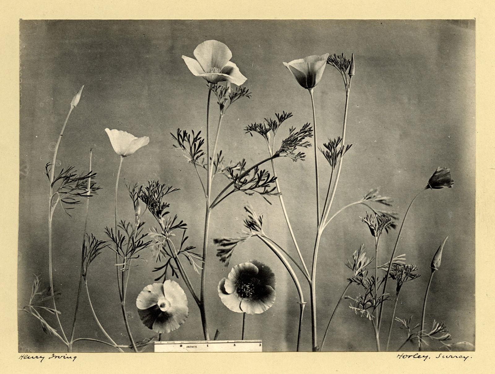 Henry Irving, Eschscholzia, c. 1900-10