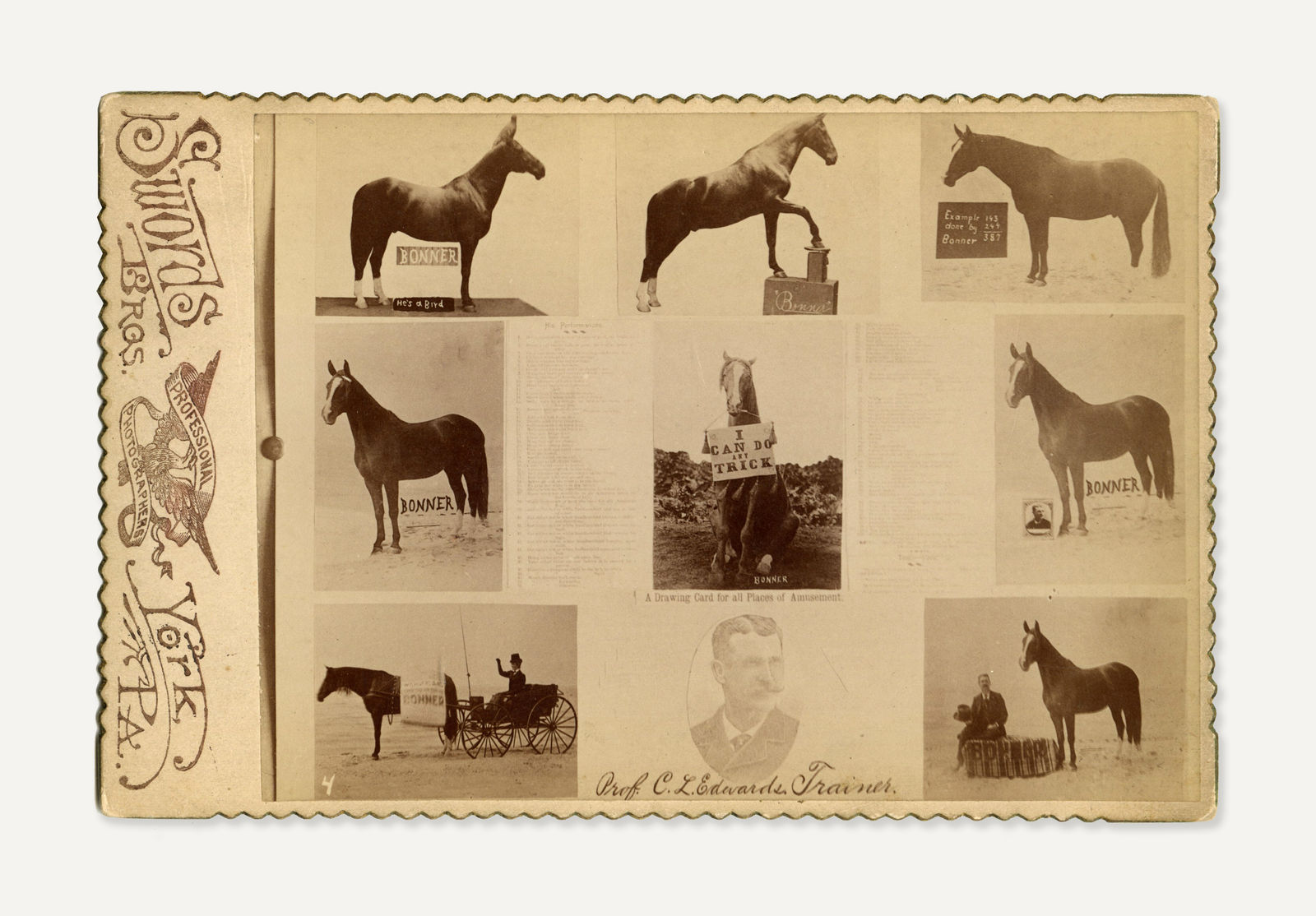 Swords Bros, Signed Cabinet Card with Composite Views of Bonner "The Horse with the Human Brain" and his Trainer, Prof. C.L. Edwards, c. 1897