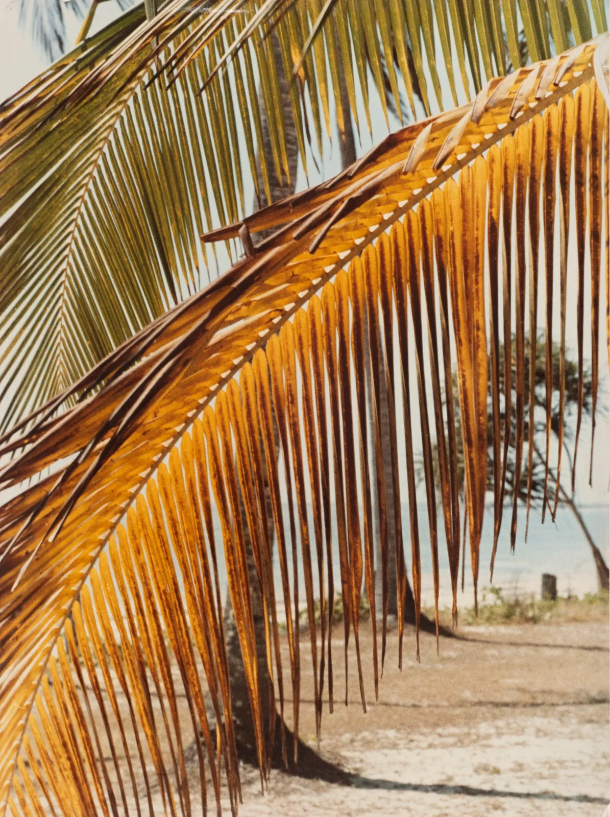 Michael Neumüller, Palmenstrand, c. 1967