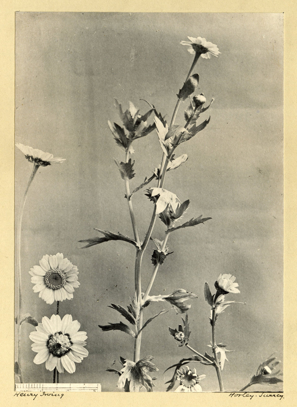 Henry Irving, Corn Marigold, c. 1900-10
