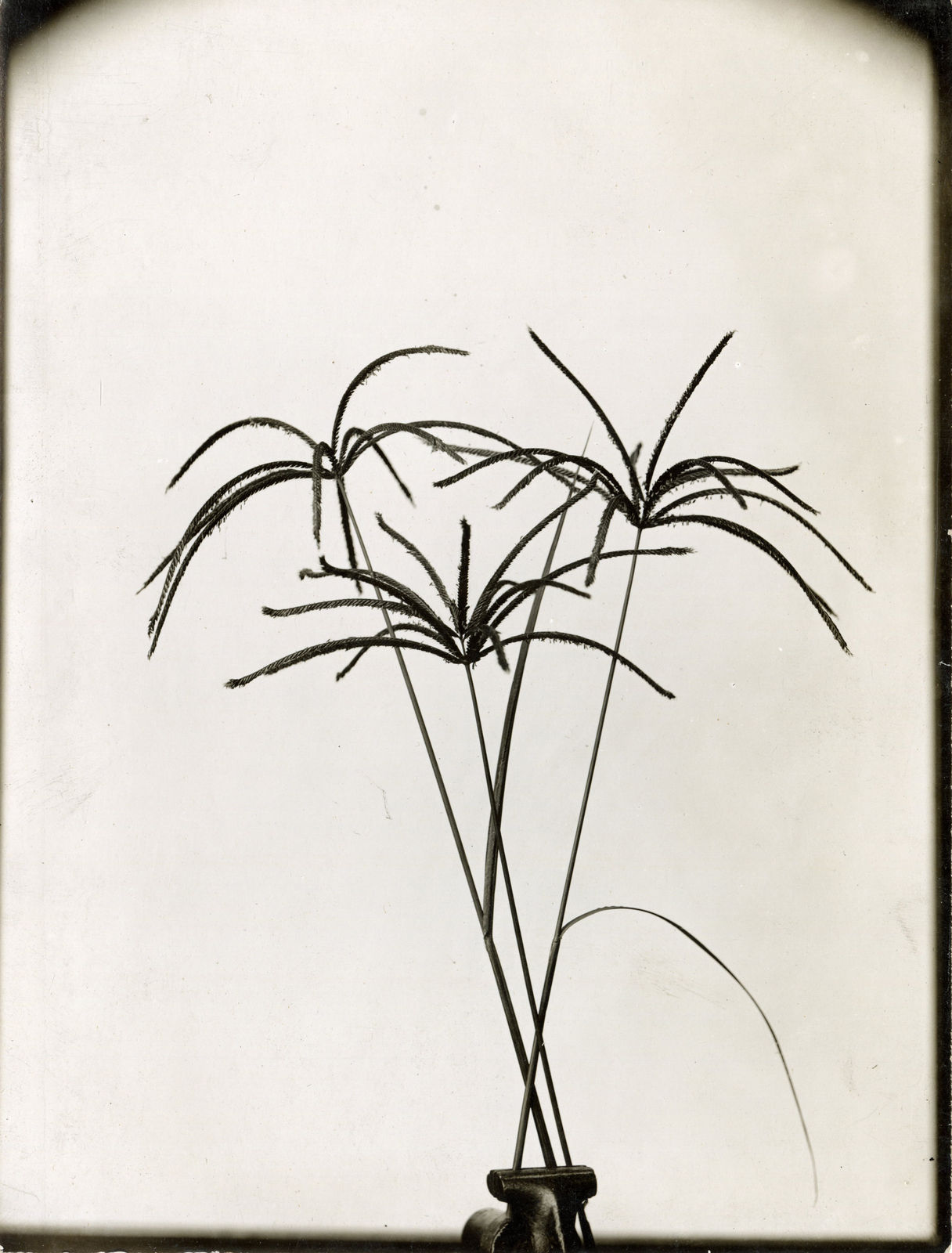 [Luther Burbank], Substantial Photographic Archive Documenting the Work of the Famed Botanist and Agricultural Scientist, 1910s-20s