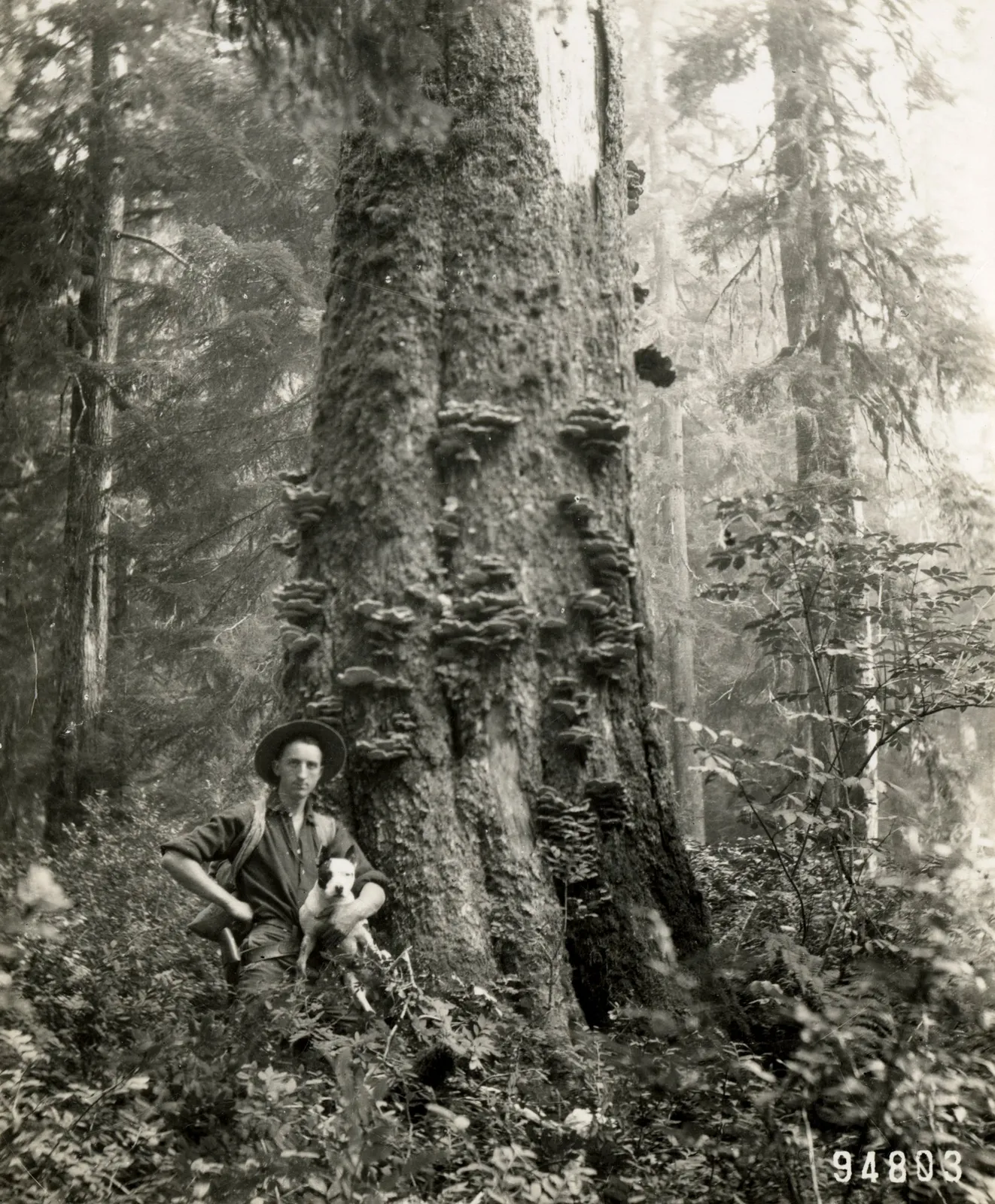 [U.S. Forest Service], An archive with over 150 photographs which focus on wildfire prevention, land management, and forestry reclamation practices in the earliest days of the Forest Service, 1900s-1930s