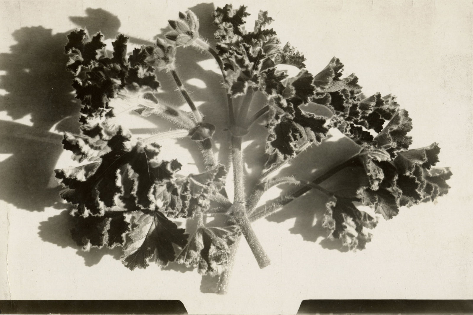[Luther Burbank], Substantial Photographic Archive Documenting the Work of the Famed Botanist and Agricultural Scientist, 1910s-20s