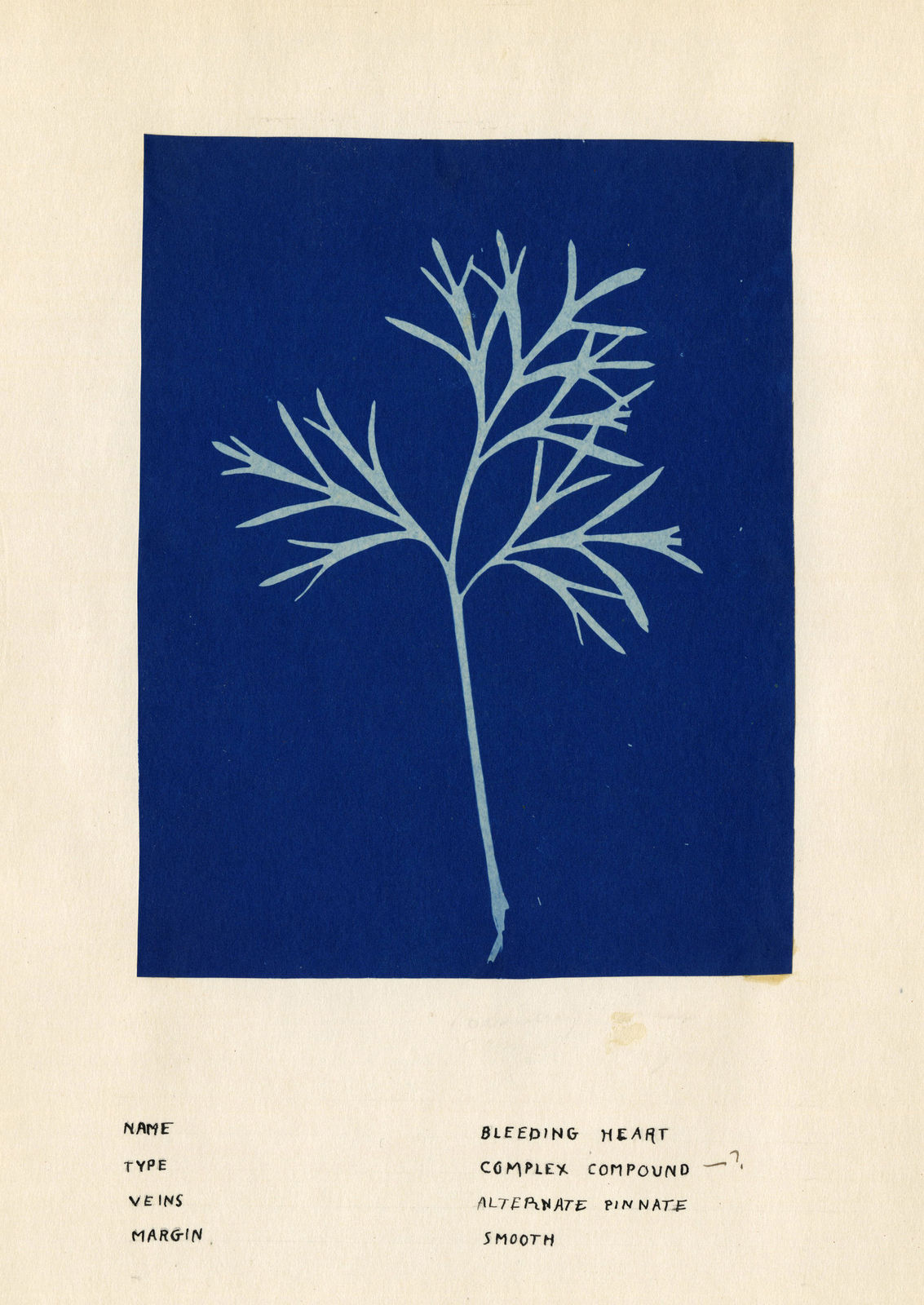 Clara Wetzel, Bleeding Heart, 1926