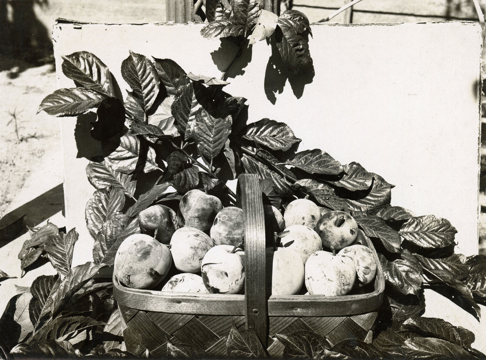 [Luther Burbank], Substantial Photographic Archive Documenting the Work of the Famed Botanist and Agricultural Scientist, 1910s-20s