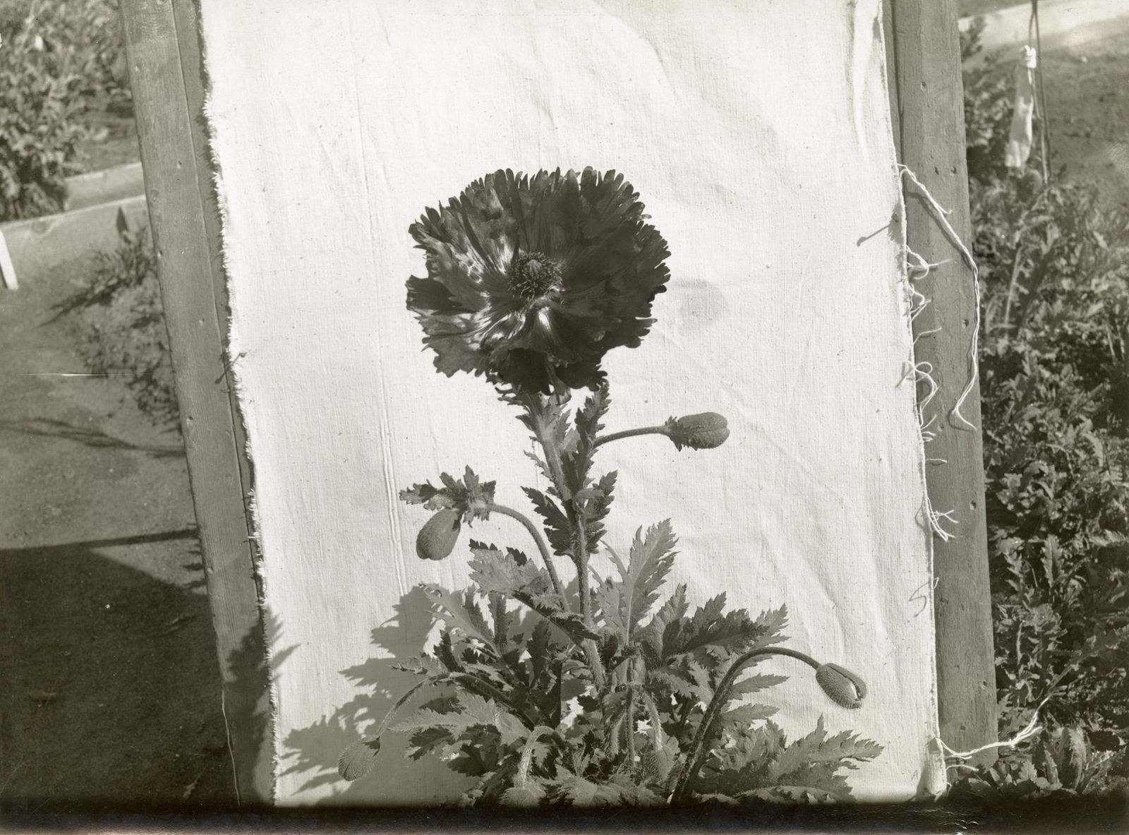 [Luther Burbank], Substantial Photographic Archive Documenting the Work of the Famed Botanist and Agricultural Scientist, 1910s-20s