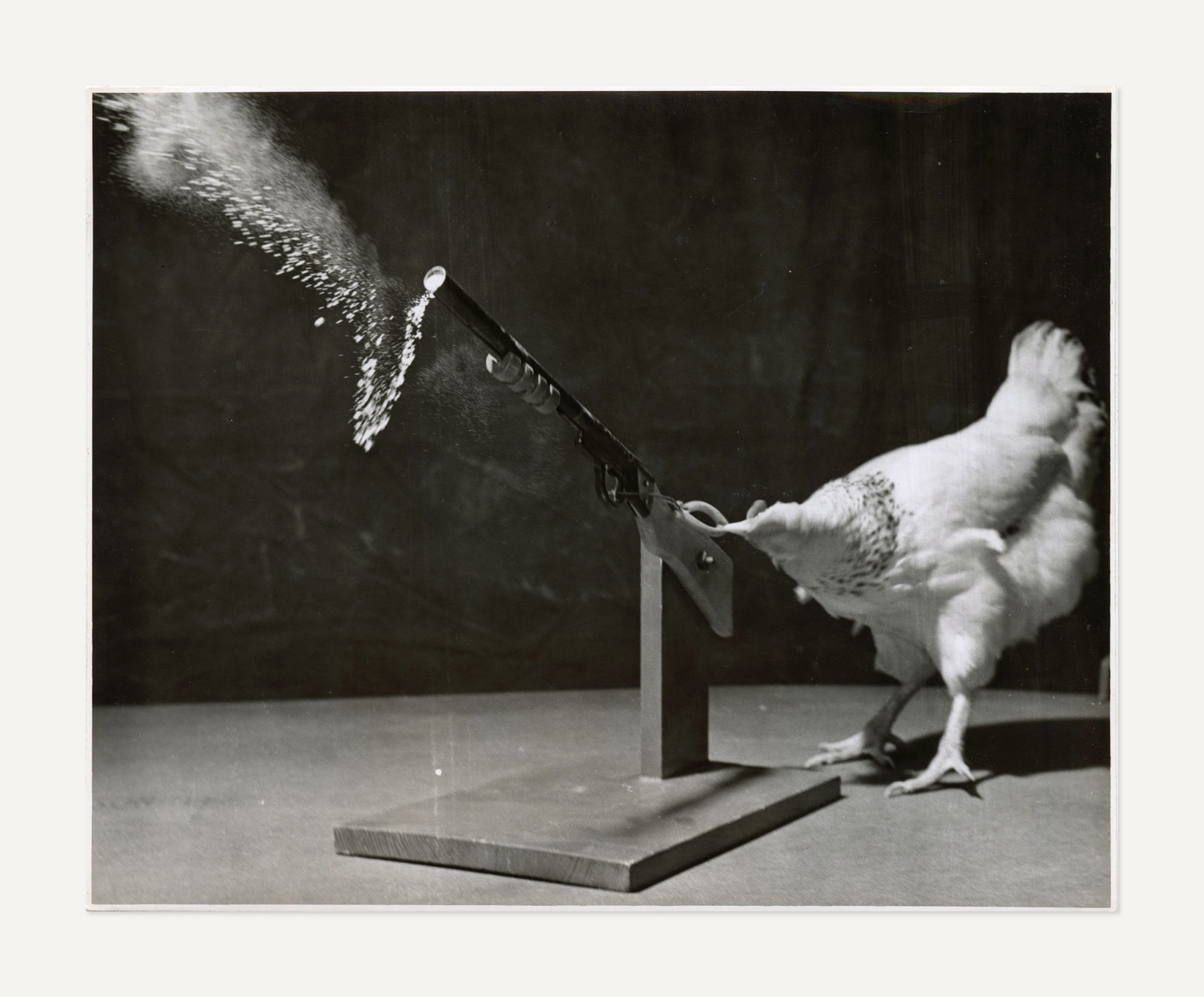 Camera Clix Agency, Chicken with a Rifle, 1940s