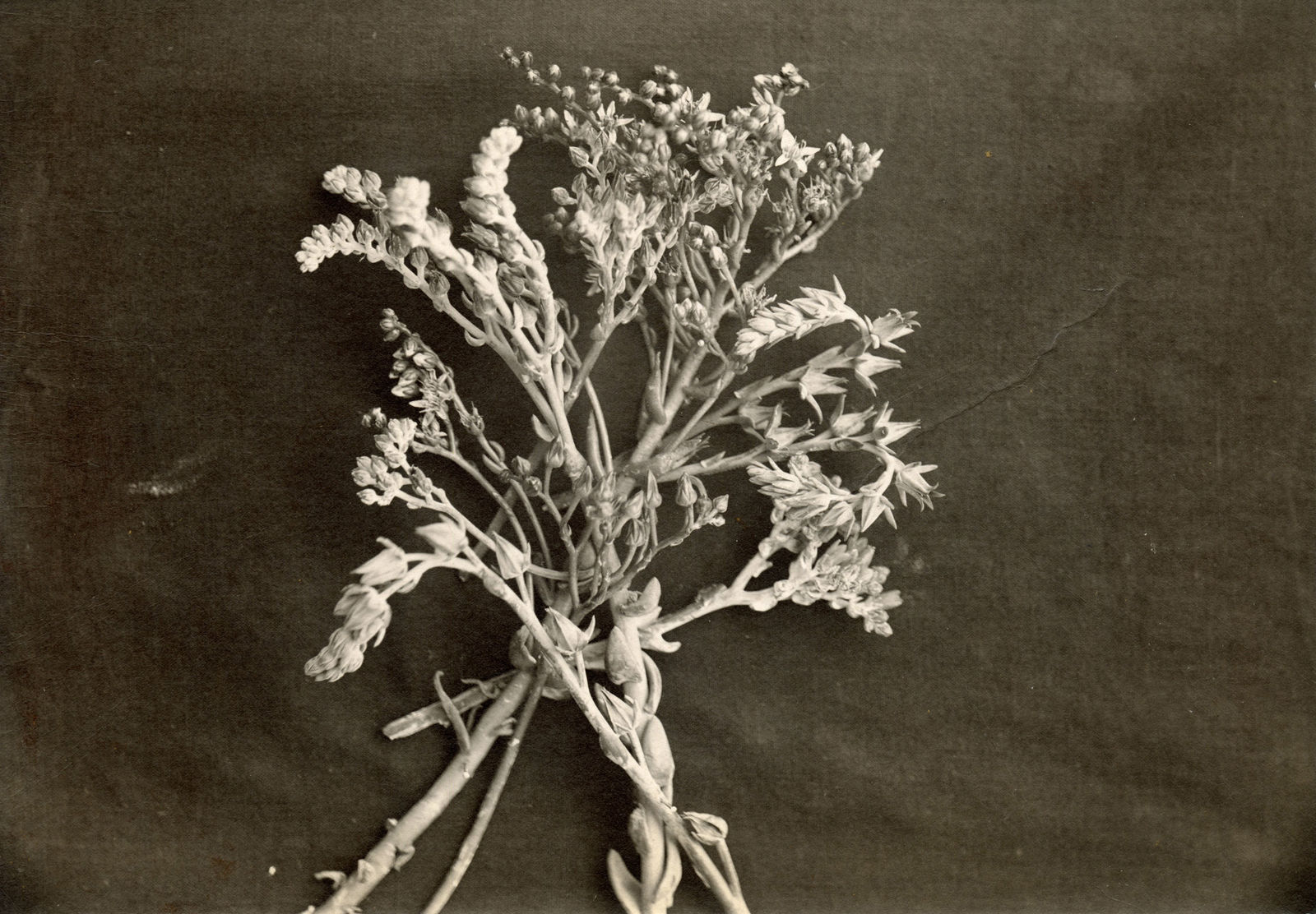 [Luther Burbank], Substantial Photographic Archive Documenting the Work of the Famed Botanist and Agricultural Scientist, 1910s-20s