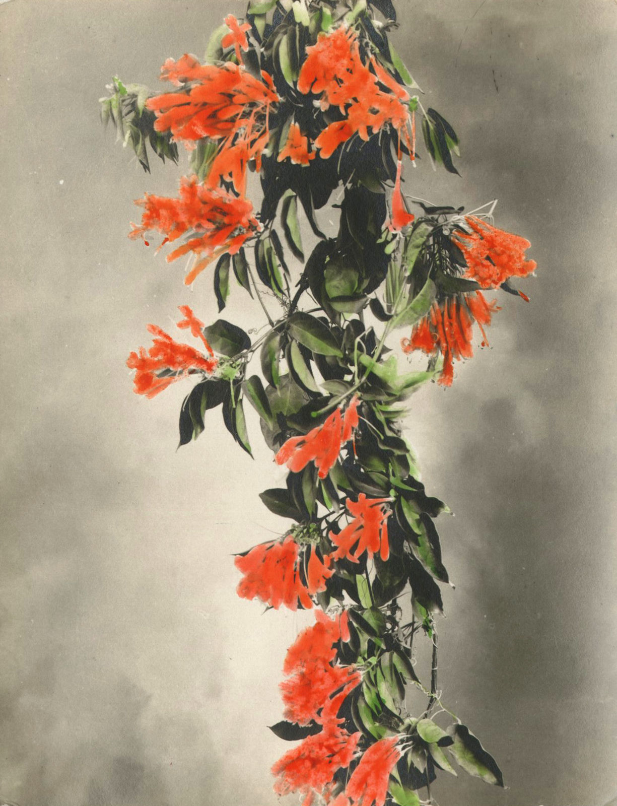 Frank S. Warren, Sweetheart Vine, c. 1930