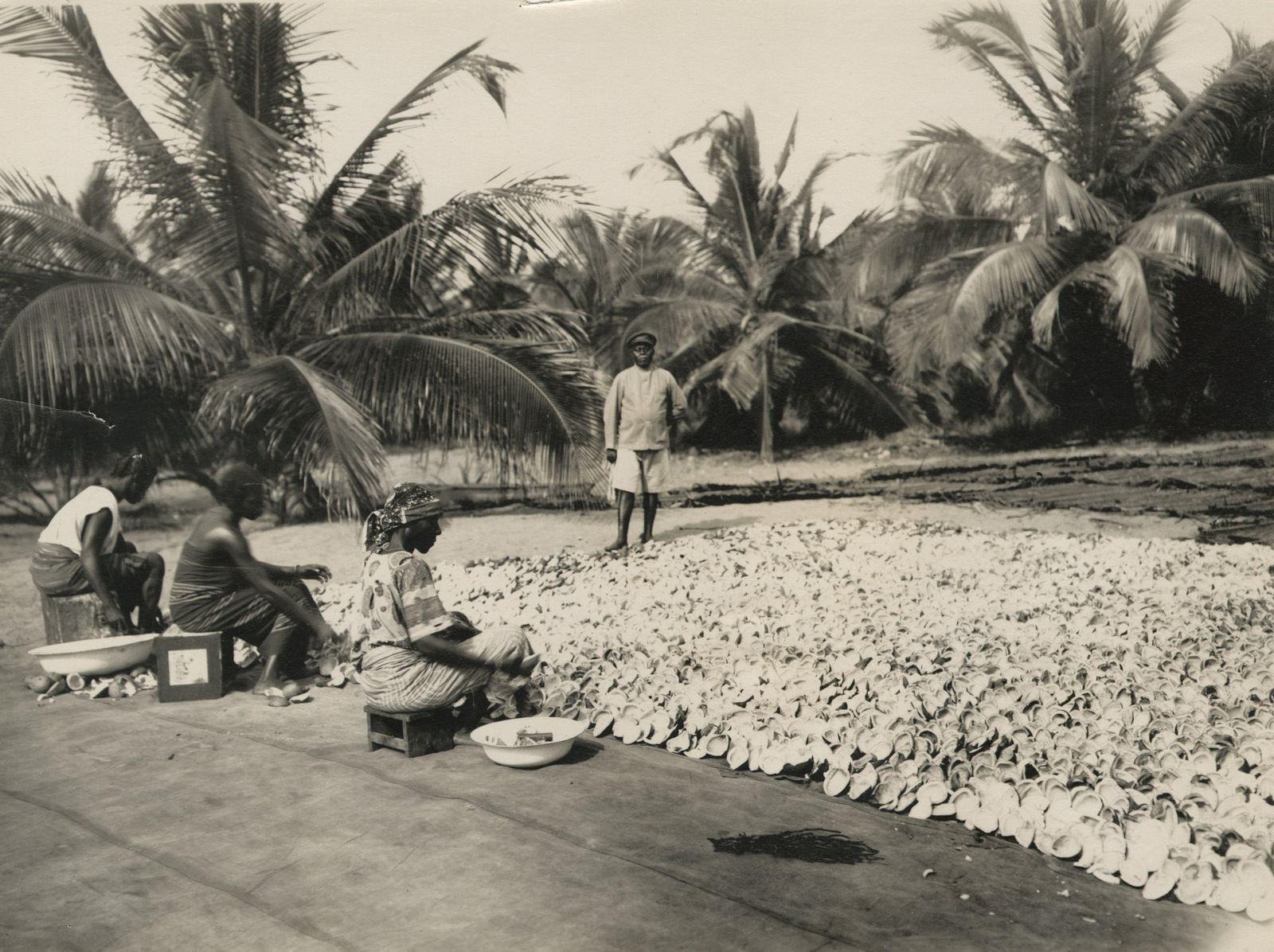 [Cacao Harvesting], Collection of Photos Showing Cultivation in Côte d'Ivoire, 1920s