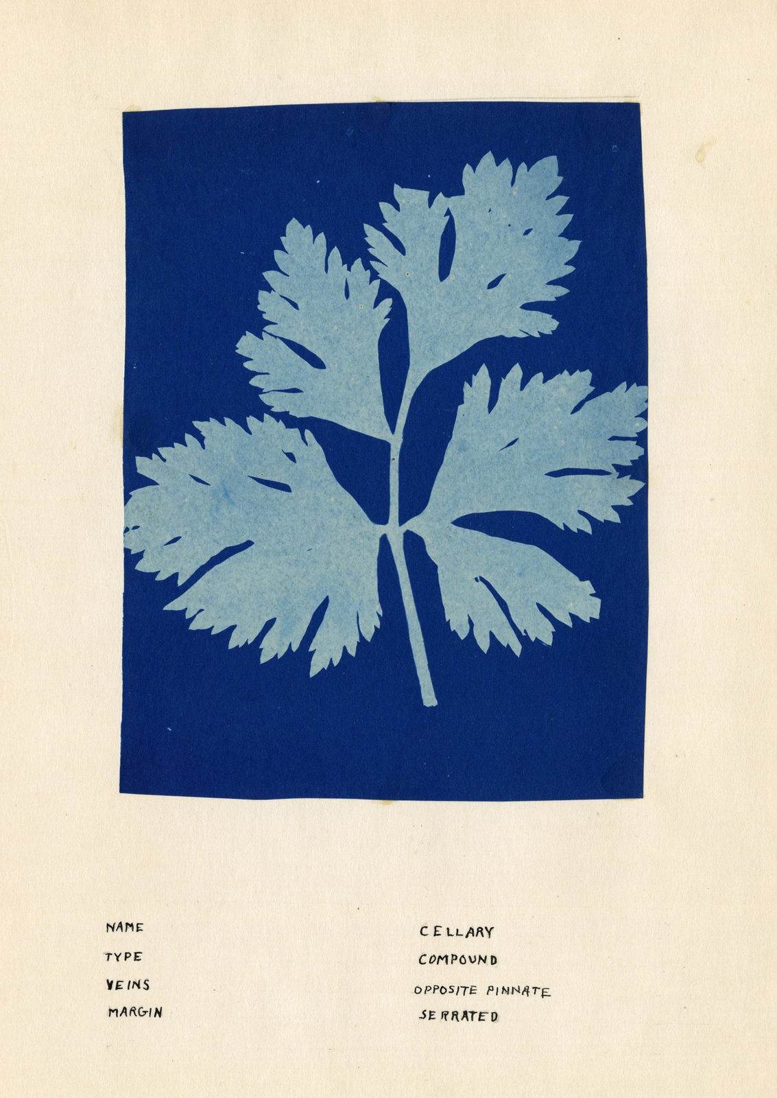 Clara Wetzel, Cellary, 1926