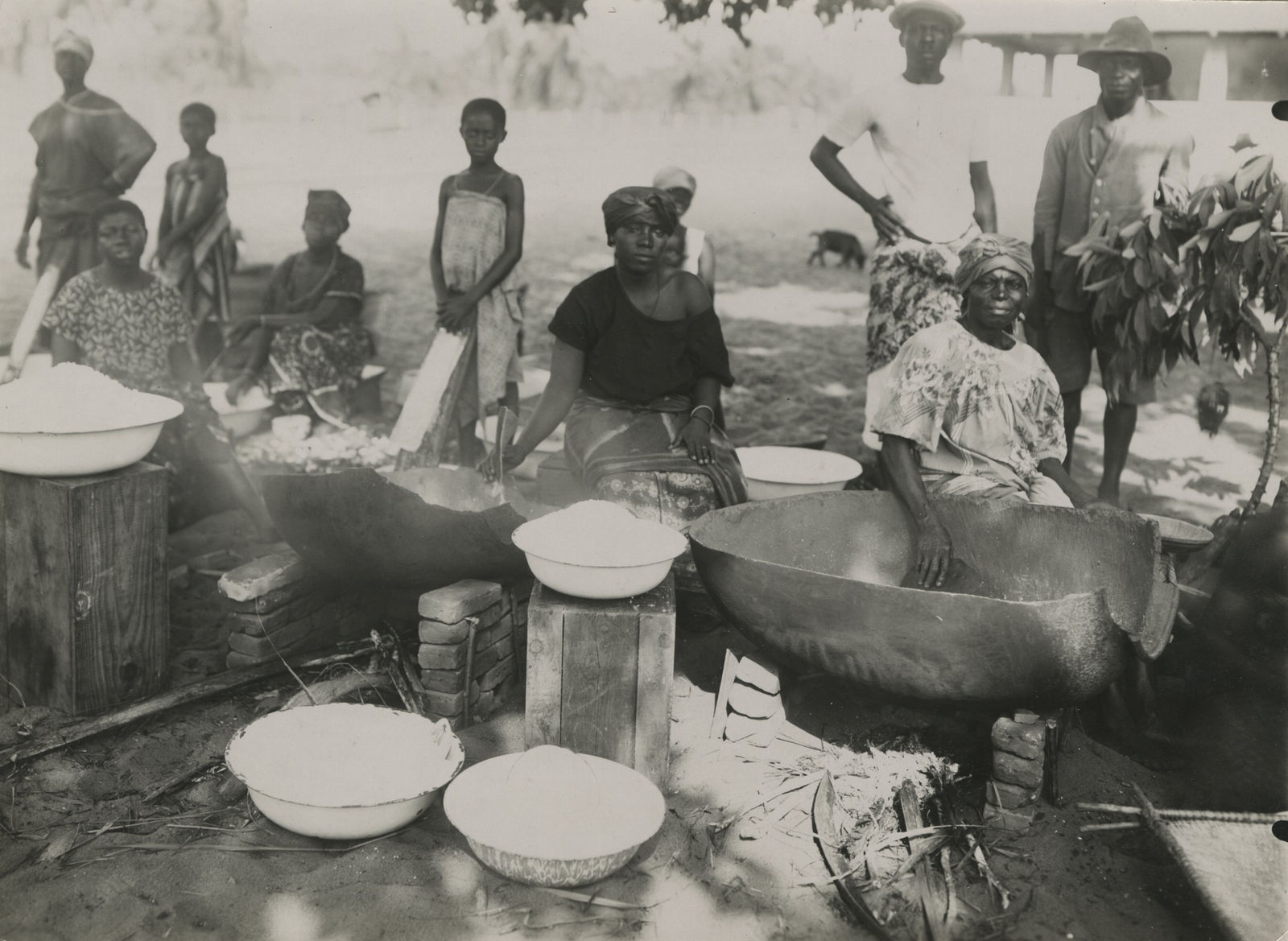 [Cacao Harvesting], Collection of Photos Showing Cultivation in Côte d'Ivoire, 1920s