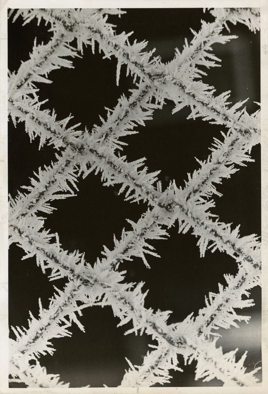 Unknown, Frost on Wire Fence, 1979