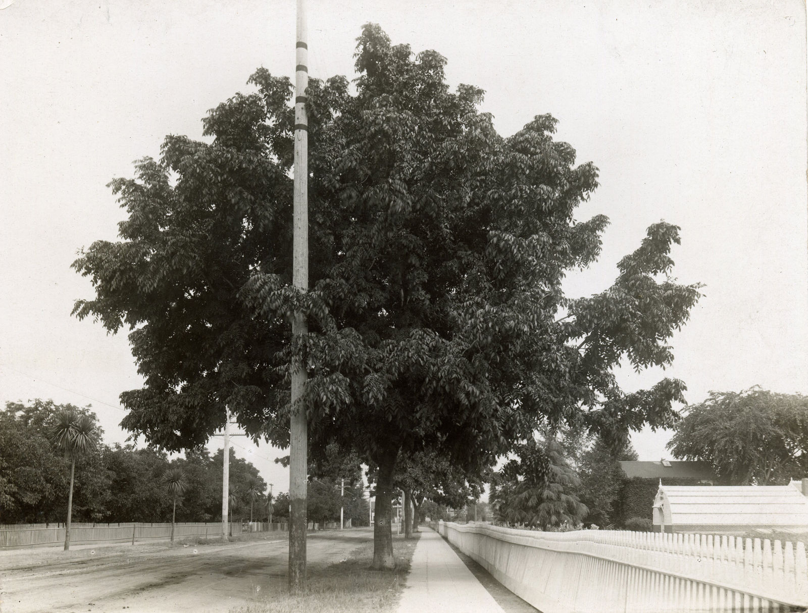 [Luther Burbank], Substantial Photographic Archive Documenting the Work of the Famed Botanist and Agricultural Scientist, 1910s-20s