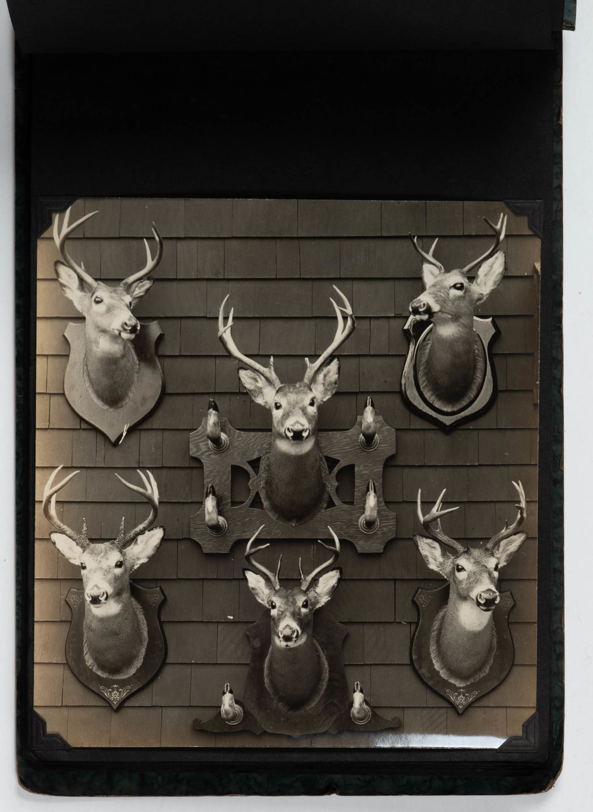 [Taxidermy], A fun and unusual Salesman's Sample Album illustrating a variety of ornately mounted animals, complete with costs., 1930s