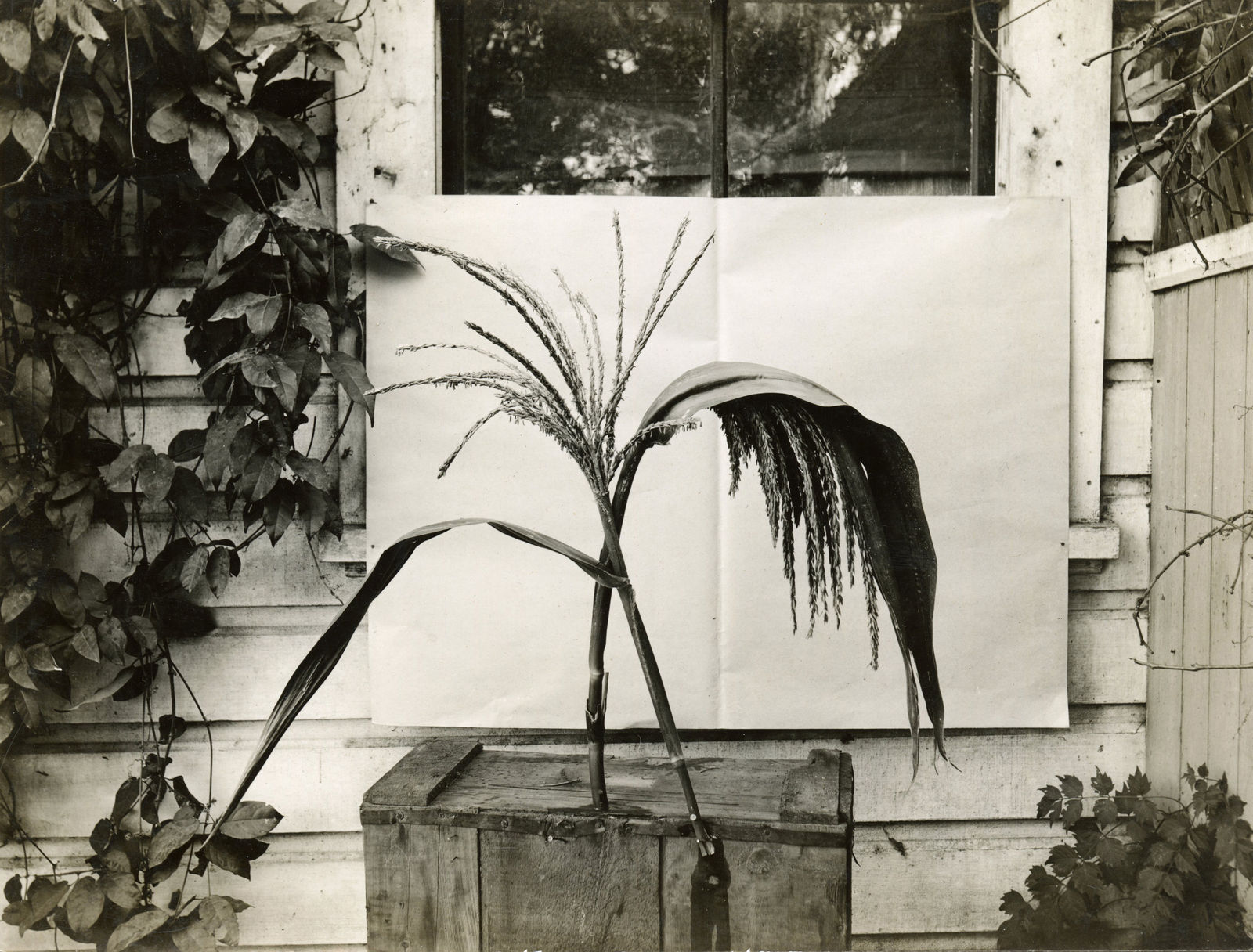 [Luther Burbank], Substantial Photographic Archive Documenting the Work of the Famed Botanist and Agricultural Scientist, 1910s-20s