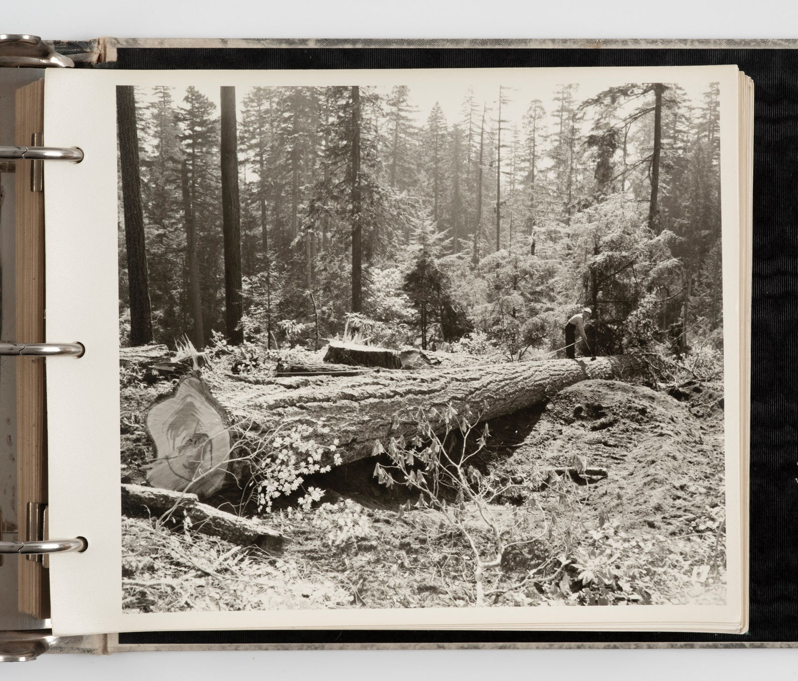 Booth Kelly Lumber Co., Presentation Album Showing the Logging Operations of a Company in Springfield, Oregon, 1950s