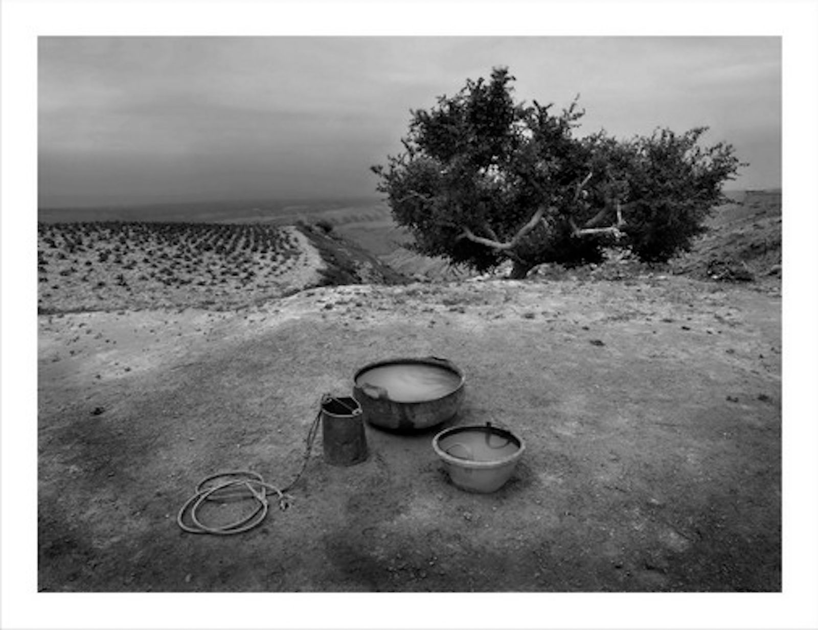 WANG Zheng, Basin GujiaZhuang, Ningxia Province 盆 宁夏顾家庄, 2008