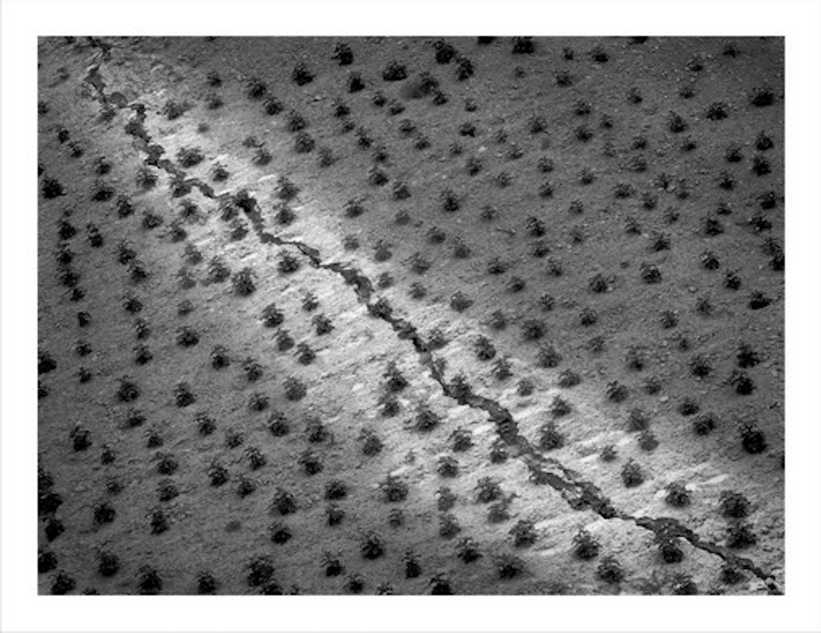 WANG Zheng, Potato Wangtuan, Ningxia Province 马铃薯 宁夏王团, 2008