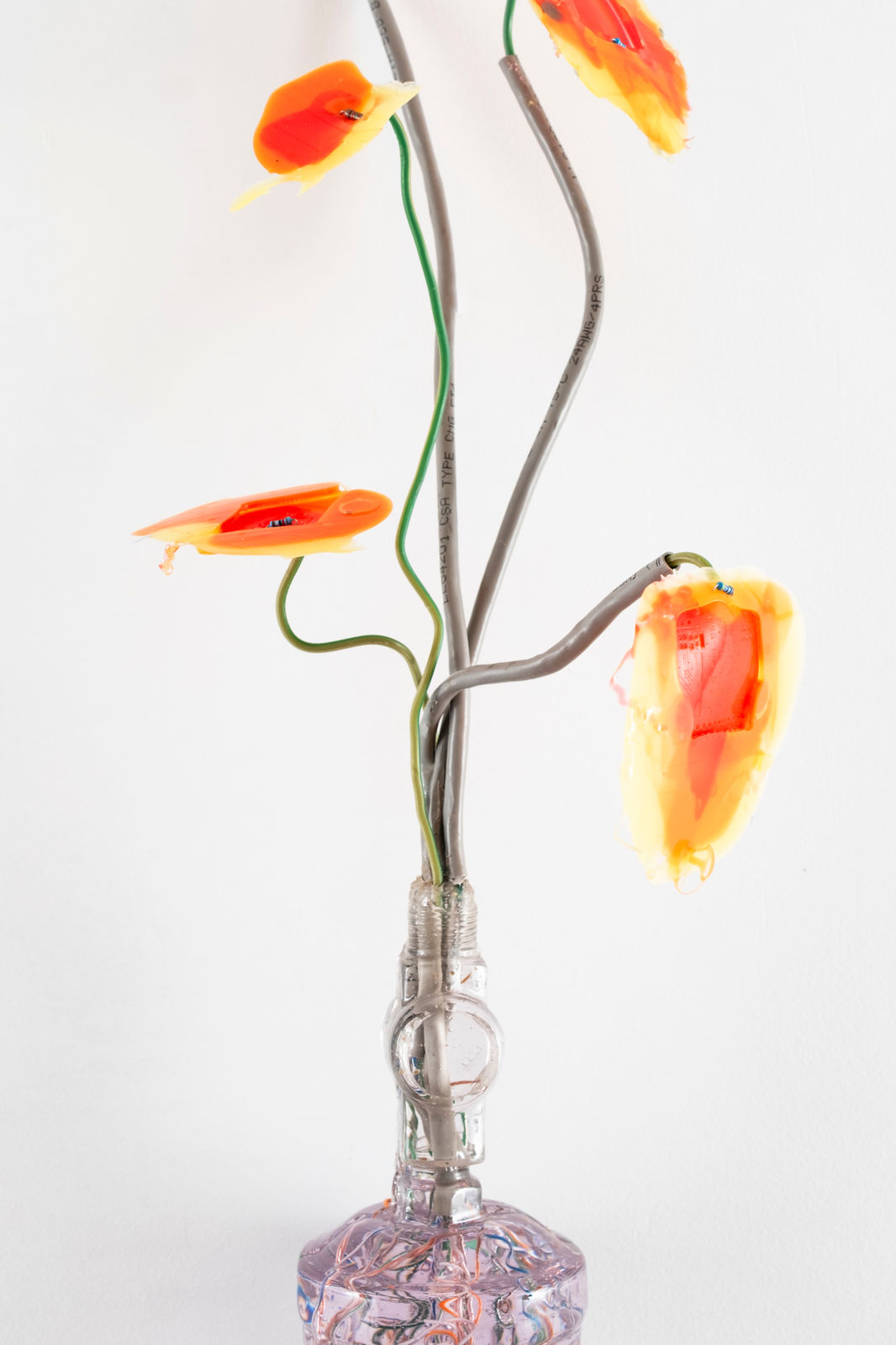 Gillian Brett, Lolium Rigidum var cruentus, 2025