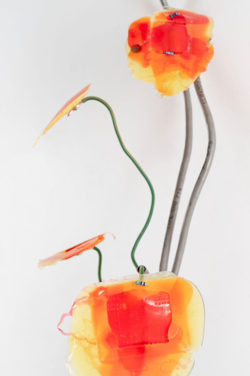 Gillian Brett, Lolium Rigidum var cruentus, 2025