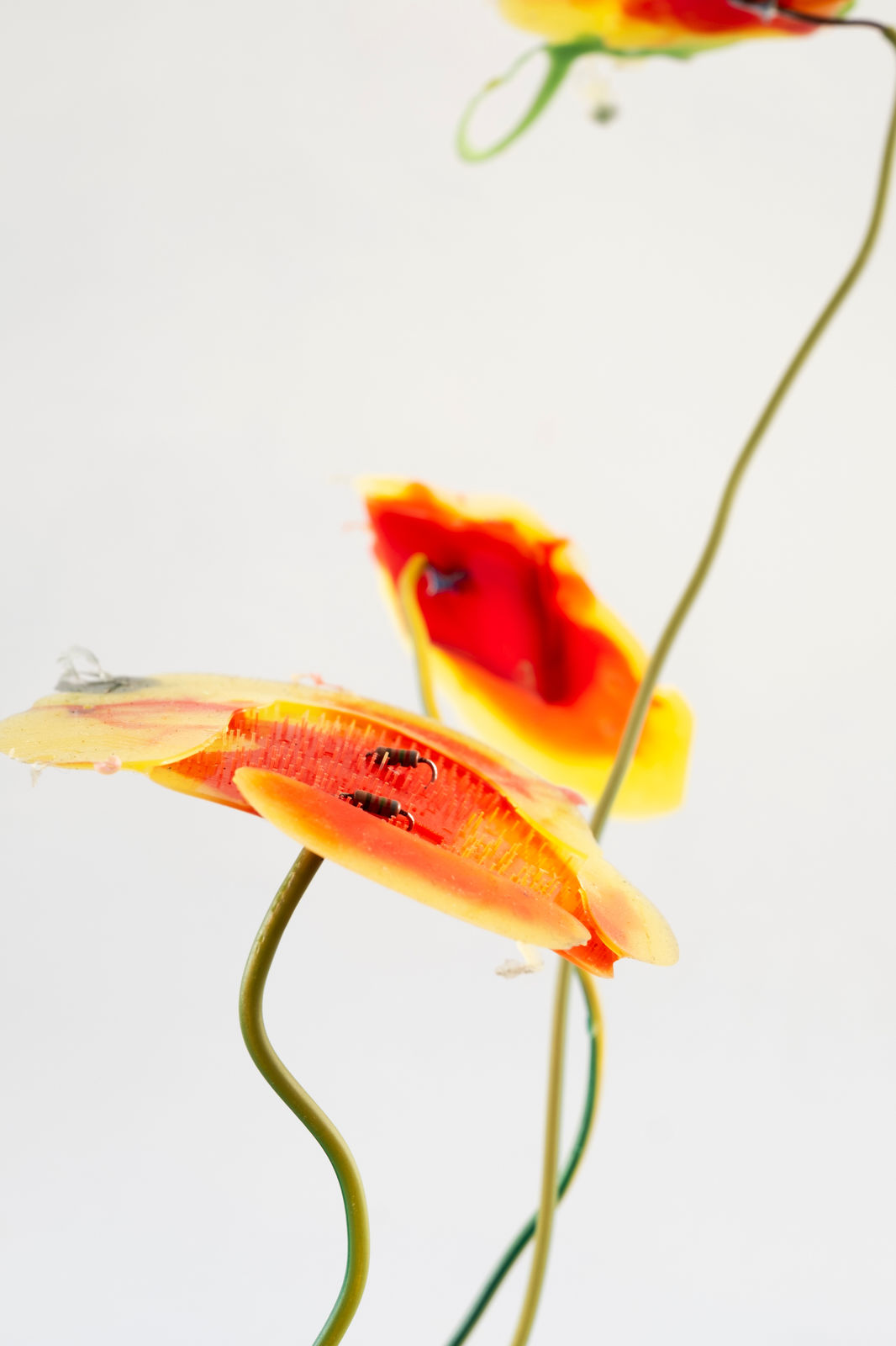 Gillian Brett, Bromus Rubens (var Papaver rhoeas), 2025