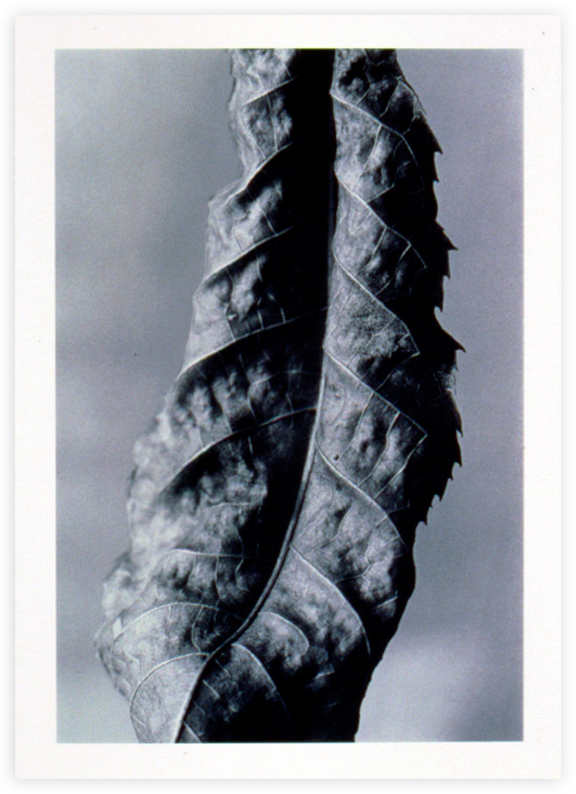 Ray Charles White, Delaware Suite, 1999