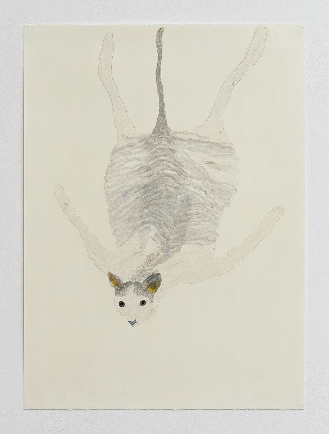 Elham Rokni, Wildcat