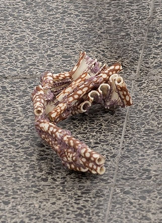 Lihi Goldstein, Untitled, 2025