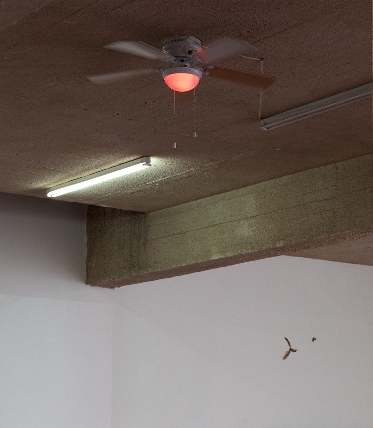 Shai-Lee Horodi, A Bird, 2020