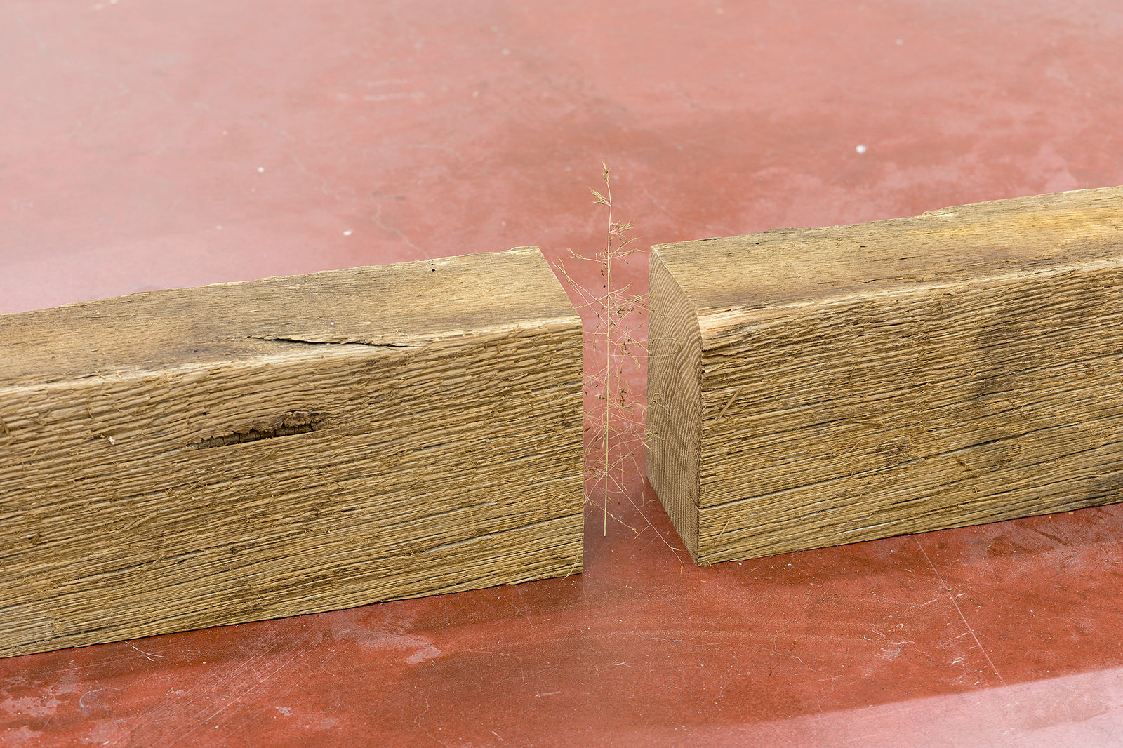 Daniel Steegmann Mangrané, (241 x 149), 2020