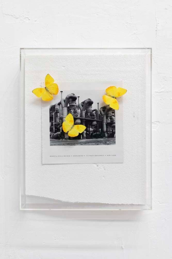 Jonathan Monk, Butterflies Holding Advert In Place (Bechers), 2016